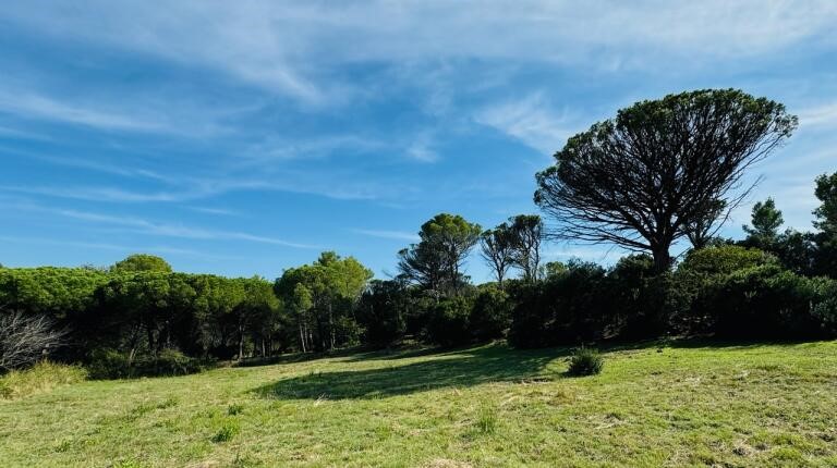 Paysage d'un terrain avec des arbres